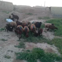 میش و بره
