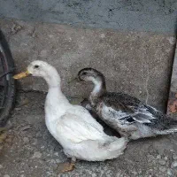 اردک