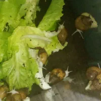 فورش حلزون اچتینا مولد|خزنده|خرمدره, |دیوار