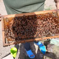 عسل طبیعی|خوردنی و آشامیدنی|قشلاق دشت, |دیوار