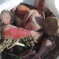 چغندر|خوردنی و آشامیدنی|قوچان, |دیوار