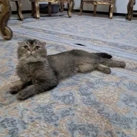 واگذاری گربه اسکاتیش گلد نر ۲سال ونیم|گربه|تهران, شهرک چیتگر|دیوار