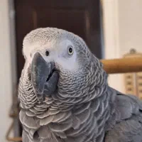 یک کاسکو ۳ ساله پر حرف.