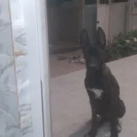 سگ ژرمن شپر تاج‌شپرت