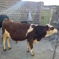 دو تا گوساله نر دورَگه