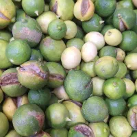 لیمو ترش عزل