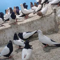 کبوتر رنگی همه رنگ موجود به شرط همه چیز|پرنده|تهران, جمال‌زاده|دیوار
