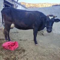 گاو و گوساله