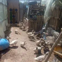 اردک ارگانیک و گوشتی