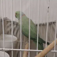 فروش طوطی ملنگو نر|پرنده|گرگان, |دیوار