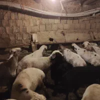 گوسفندبره نروماده  گوشتی  درجه 1|حیوانات مزرعه|سنندج, |دیوار