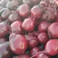 برداشت لبو به صورت هکتاری خریدارم