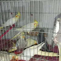 عروس هلندی|پرنده|میاندوآب, |دیوار