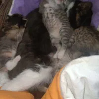 گربه|گربه|زرند, |دیوار