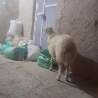 فروش بره نر