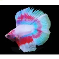 پخش عمده فایتر