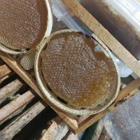 عسل|خوردنی و آشامیدنی|بانه, |دیوار