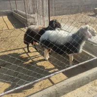 دو راس قوچ افشاری کار بلد ژن دار|حیوانات مزرعه|پاسارگاد, |دیوار