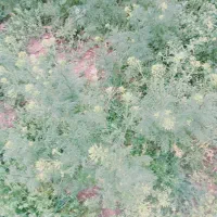 اشیاگمشده