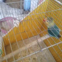 کوتوله مولد عالی