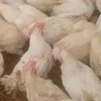 مرغ سفید تخمی چاق جوان