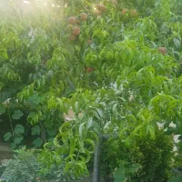 کردان-کوهسار-شنده-2600متر-زمین-سنددار-قابل-تفکیک