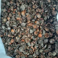 مغز گیری فندق سیاه|خوردنی و آشامیدنی|رحیمآباد, |دیوار