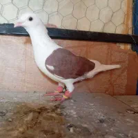 المانی|پرنده|الوند, |دیوار