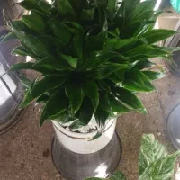 گل طبیعی|گل و گیاه طبیعی|نیشابور, گنبد سبز|دیوار