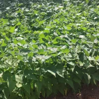 خانه باغ جاده مرز معاوضه باماشین اتوماتیک