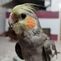 عروس هلندی گمشده
