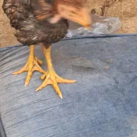 جوجه لاری|حیوانات مزرعه|ورامین, خیر آباد|دیوار