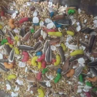 پخش خوراک پرنده