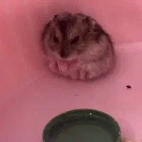 واگذاری همستر