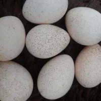 تخم بوقلمون