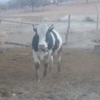 گوساله|حیوانات مزرعه|پاتاوه, |دیوار