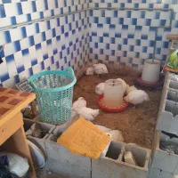 فروش وسایل مرغ زنده|فروشگاه و مغازه|ایذه, |دیوار