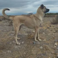 سگ ماده|سگ|مشگین شهر, |دیوار