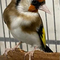 یک جفت سهره