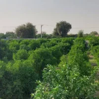 فروش باغ دزفول|فروش دفتر صنعتی، کشاورزی، تجاری|اهواز, نادری|دیوار