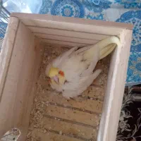 یک جفت عروس هلندی با قفس و همه تجهیزات