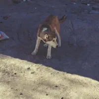 توله 8ماهه گمشده هرکس دیده مژدگانی خوبی داره