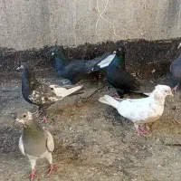 ده تا ماده رنگی