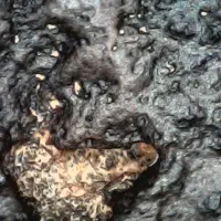 شهاب سنگ کربنی