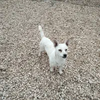 شیواوا ماده