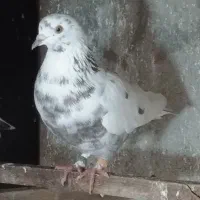 کبوتر|پرنده|رشت, کوی طالقانی|دیوار