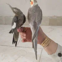 عروس هلندی جفت