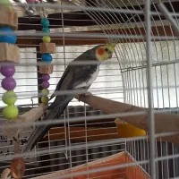 فروش عروس هلندی عسل