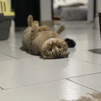 جهت جفت یابی