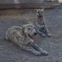جفت نرو ماده،  توله افغان